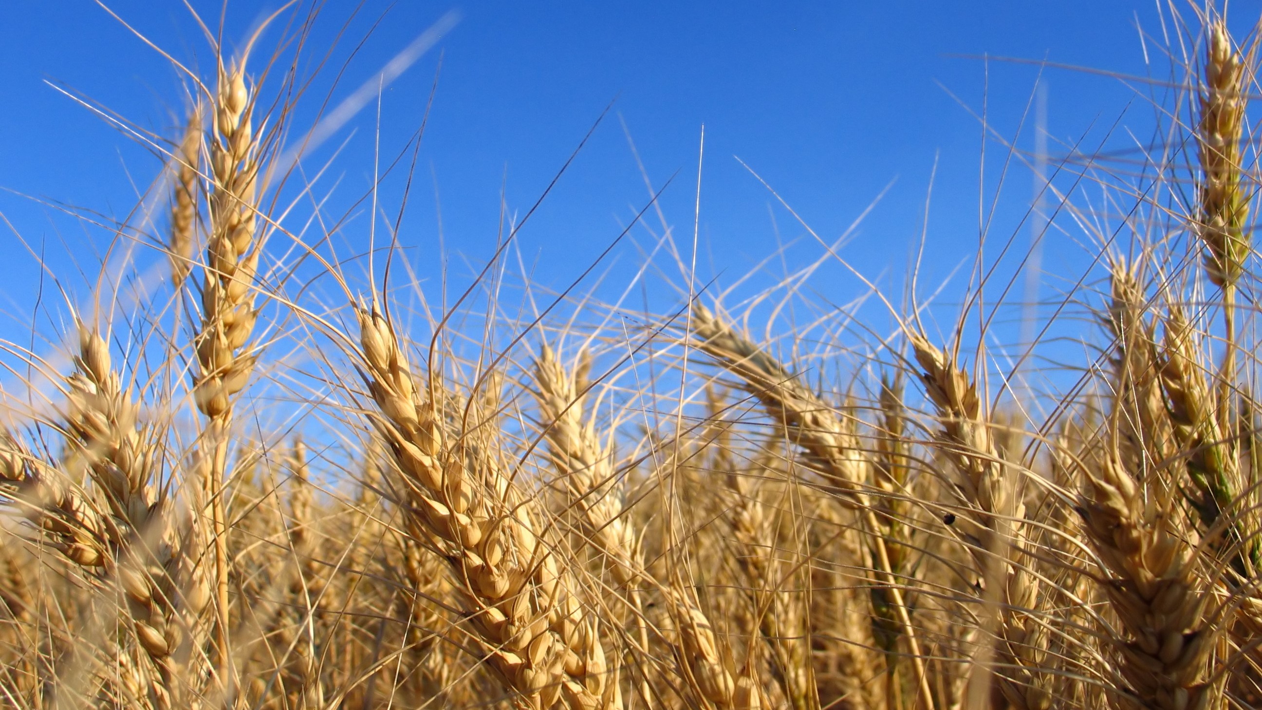 Foto van graanveld. [Bron: @Bijbel in 1000 seconden, Chantal Leterme, www.bijbelin1000seconden.be](https://www.bijbelin1000seconden.be/menu/tiki-index.php?page=5e+zondag+van+de+veertigdagentijd+B+-+evangelie)